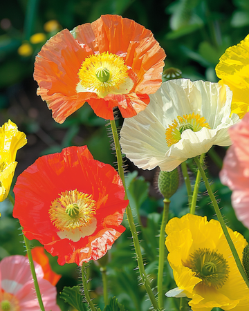 Sementes de Island Poppy Mix (Papaver nudicaule) – flor bienal