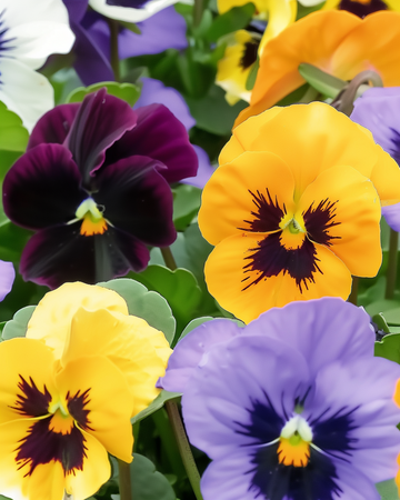 Sementes de amor-perfeito Swiss Giants Mixed (Viola wittrockiana) – flor bienal