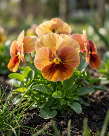 Amor-perfeito Evening Sun (Viola wittrockiana) – sementes de flor bienal da SeedsChoice