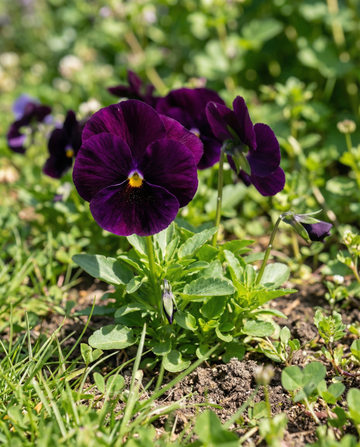 Pensamiento Swiss Giants Berna (Viola wittrockiana) – semillas de flor bienal de SeedsChoice