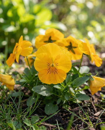 Amor-perfeito Coronation Gold (Viola wittrockiana) – sementes de flor bienal da SeedsChoice