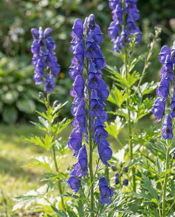 Sementes de flores perenes Aconitum Napellus perene (Aconitum napellus) – sementes de flores perenes da SeedsC…