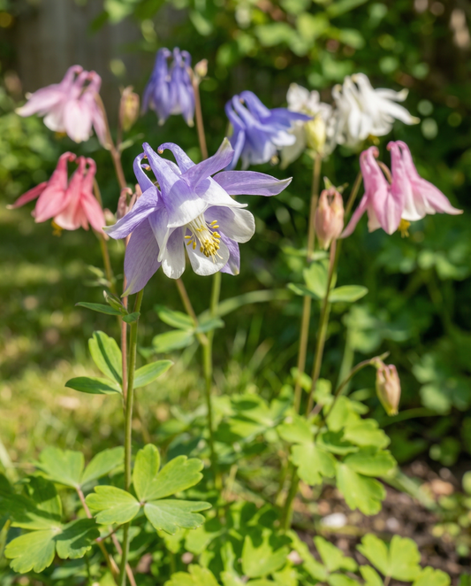 Aquilégia Mrs Scott Elliott Cottage Garden (Aquilegia vulgaris) – sementes perenes da SeedsChoice