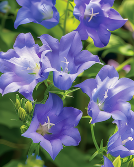Semillas de Campanula Carpatica flores azules perennes