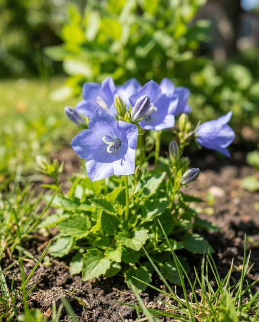 Campânula azul (Campanula carpatica) – sementes de flor perene da SeedsChoice