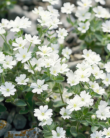 Sementes de Snow In Summer (Cerastium biebersteinii) – perene