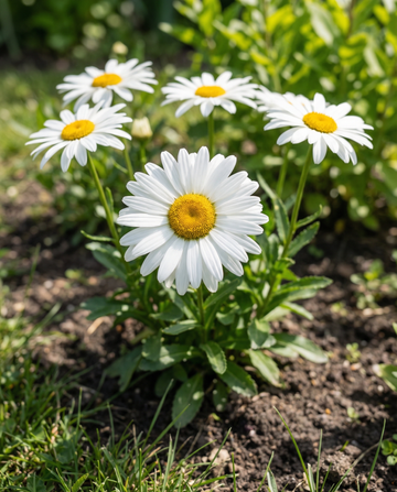 Shasta Daisy Silver Princess White (Chrysanthemum maximum) – perennial seeds from SeedsChoice