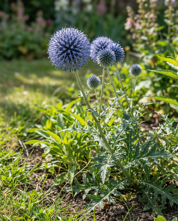 Globe Thistle Blue Pollinator Friendly (Echinops ritro) – sementes perenes da SeedsChoice