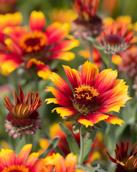 Sementes de Gaillardia Aristata Perene