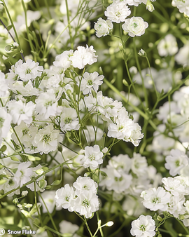Sementes de Gypsophila Snow Flake Gypsophila Paniculata Perene