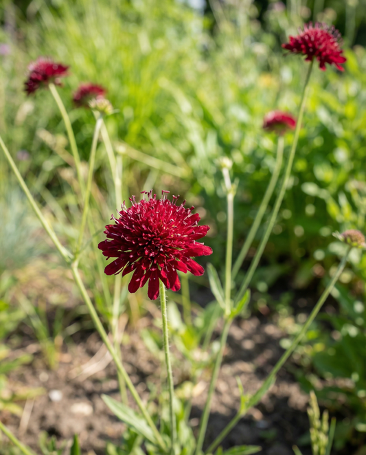 Escabiosa macedónica Red Knight (Knautia macedonica) – semillas de perenne de SeedsChoice