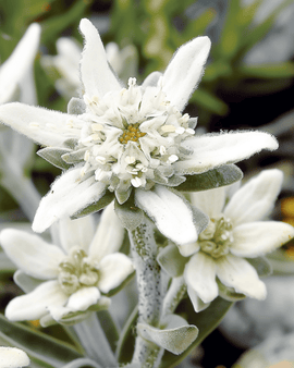 Sementes de Edelweiss Leontopodium alpinum Flor Perene