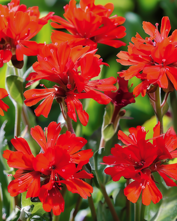Semillas de Scarlet Blooms (Lychnis chalcedonica) – flor perenne