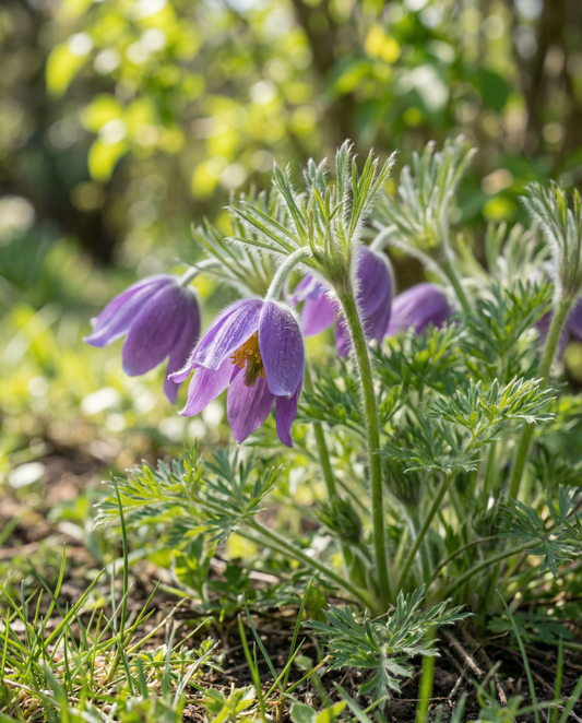 Pulsatila (Pulsatilla vulgaris) – semillas de flor perenne de SeedsChoice