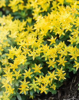Sementes de arroz-dos-telhados Sedum acre perene amarelo