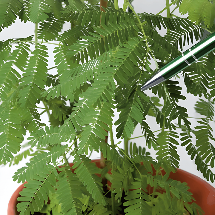 Semillas de planta sensible (Mimosa pudica) – flor perenne