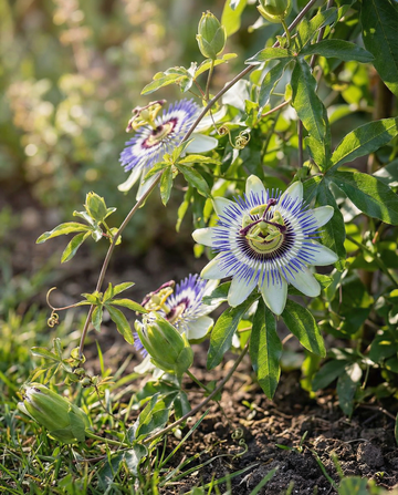 Flor-da-paixão (Passiflora caerulea) – sementes de flor perene da SeedsChoice