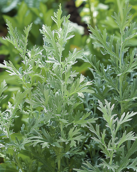 Sementes de Artemisia Absinthium Erva Perene Artemisia Absinthium