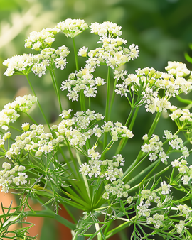 Sementes de Anis Pimpinella Anisum Erva Anual Culinária