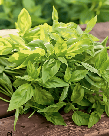 Sementes de manjericão-limão (Ocimum basilicum) – erva anual
