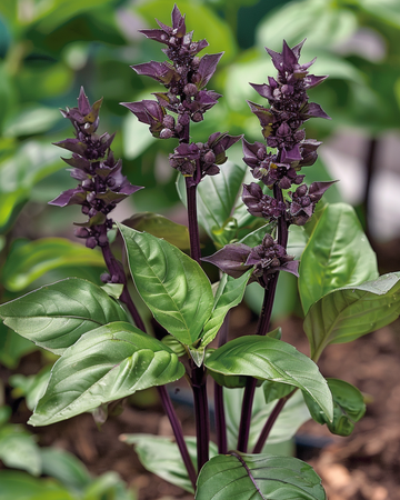 Semillas de albahaca canela (Ocimum basilicum) – hierba anual
