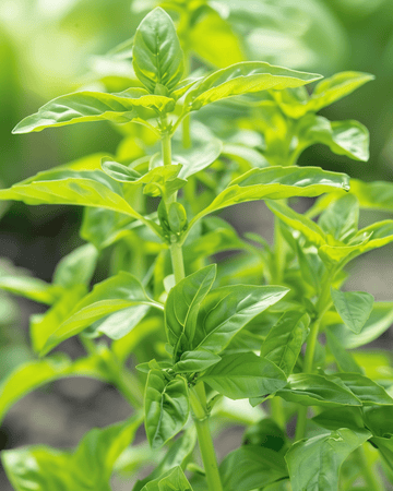Semillas de albahaca dulce de hoja pequeña Small Leaved (Ocimum basilicum) – hierba anual
