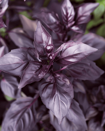 Sweet Basil Dark Opal seeds (Ocimum basilicum) – annual herb