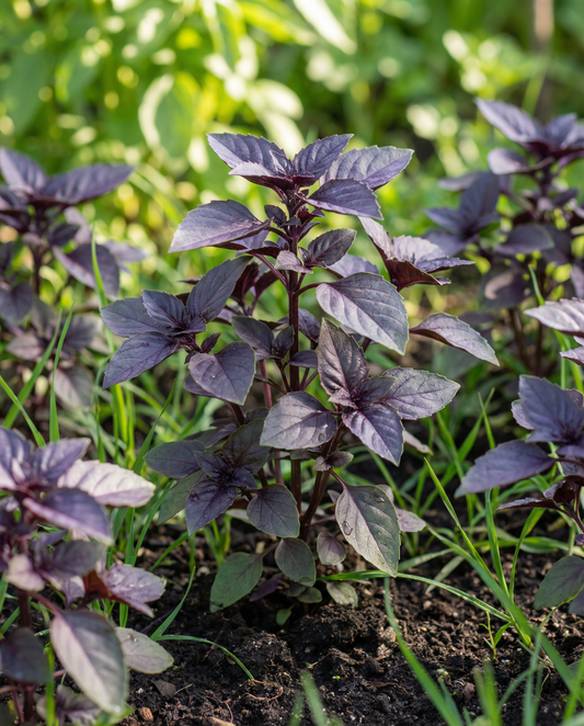 Manjericão Dark Opal (Ocimum basilicum) – sementes anuais de erva aromática da SeedsChoice
