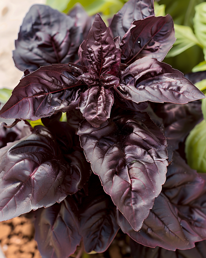 Sementes de Manjericão Doce Red Lizzy (Ocimum basilicum) – erva anual