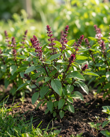 Albahaca dulce Siam Queen (Ocimum basilicum) – semillas de hierba anual de SeedsChoice