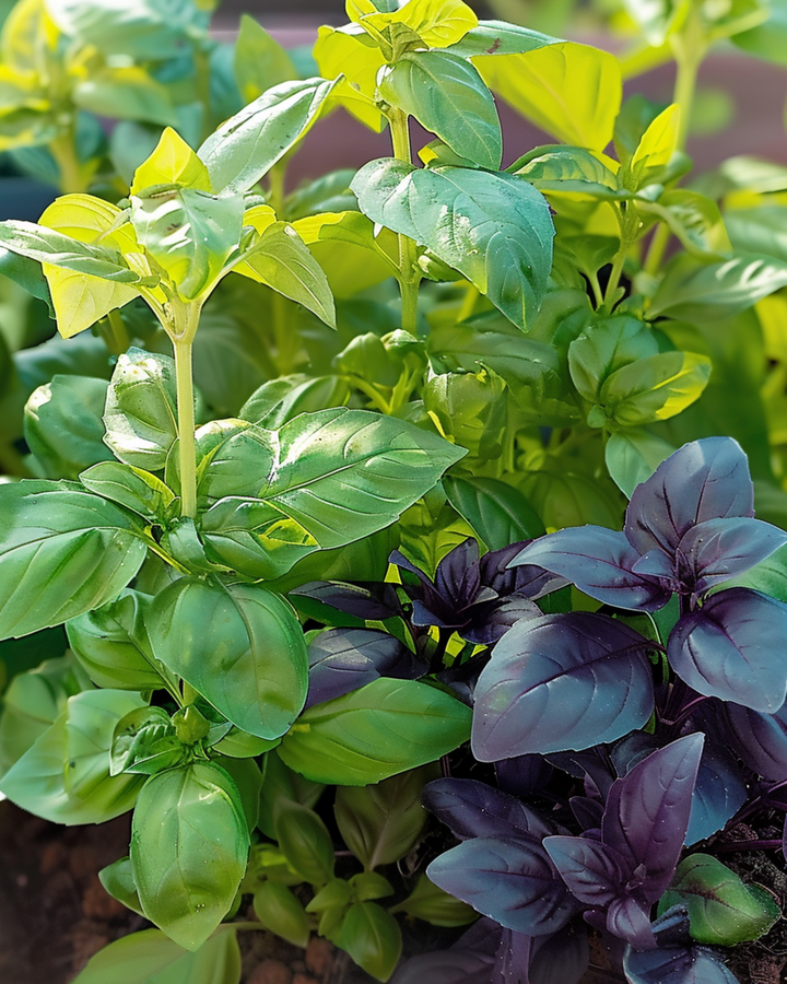 Sementes de Manjericão Mixed Mix (Ocimum basilicum) – erva aromática anual