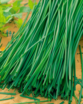 Sementes de Cebolinho Prager Allium schoenoprasum Erva Aromática Vivaz