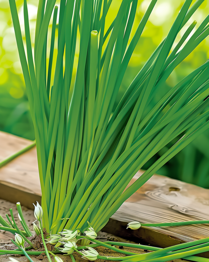 Sementes de Cebolinho Alho Branco (Allium tuberosum) – erva perene