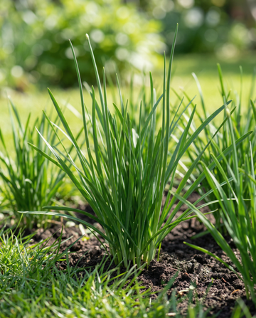 Cebollino ajo blanco (Allium tuberosum) – semillas de hierba perenne de SeedsChoice