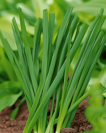 Sementes de cebolinho japonês Winterhecke (Allium fistulosum) – legume perene