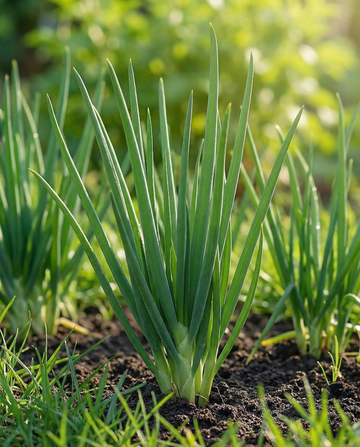 Cebolinho japonês Winterhecke (Allium fistulosum) – sementes de legume perene da SeedsChoice