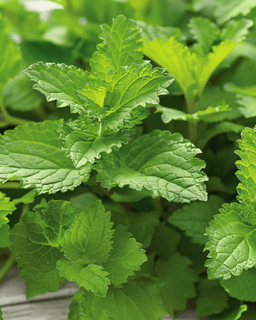 Sementes de melissa para chá de ervas (Melissa officinalis) – erva perene