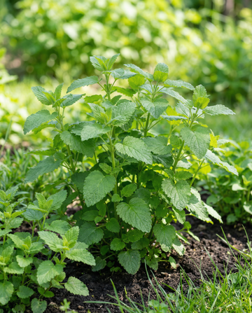 Melissa para chá de ervas (Melissa officinalis) – sementes de erva perene de SeedsChoice