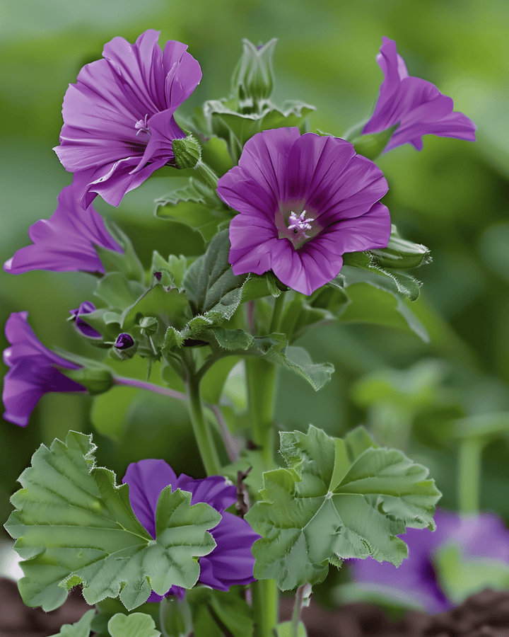 Sementes de malva (Malva sylvestris) – erva perene