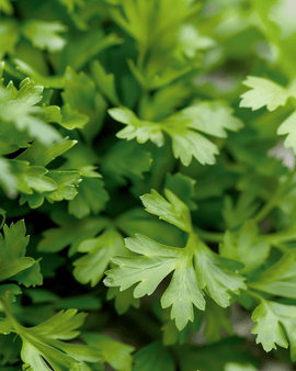 Sementes de cerefólio Anthriscus cerefolium erva aromática anual erva culinária