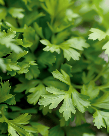 Semillas de Perifollo Culinario (Anthriscus cerefolium) – hierba anual