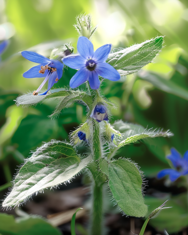 Sementes de borragem comestível (Borago officinalis) – erva aromática anual