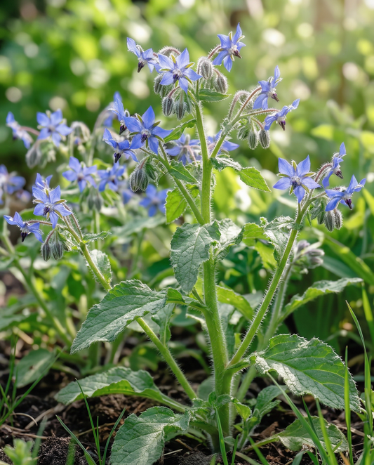 Borragem Comestível (Borago officinalis) – sementes de erva aromática anual da SeedsChoice