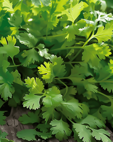 Semillas de cilantro de espigado lento y hoja fina (Coriandrum sativum) – hierba anual