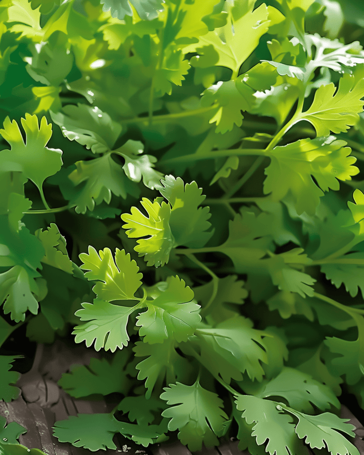 Sementes de coentro de floração lenta folha fina (Coriandrum sativum) – erva anual