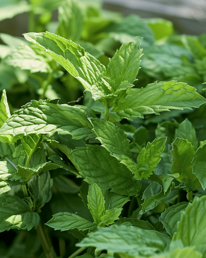 Sementes de hortelã-verde (Mentha spicata) – erva perene