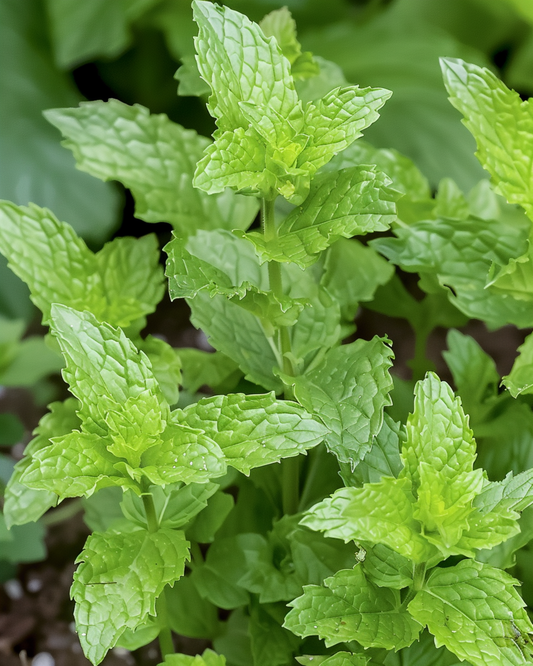 Chá de ervas de hortelã-pimenta (Mentha piperita) – sementes de erva perene de SeedsChoice
