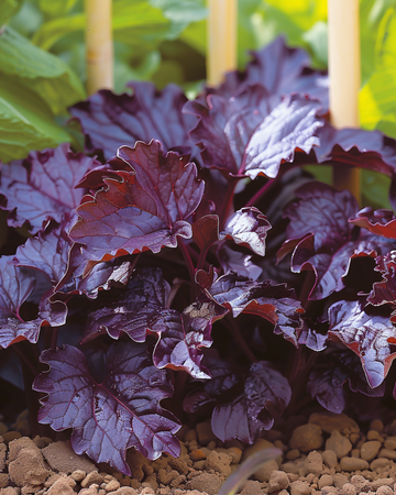 Semillas de shiso de hoja roja (Perilla frutescens) – hierba anual