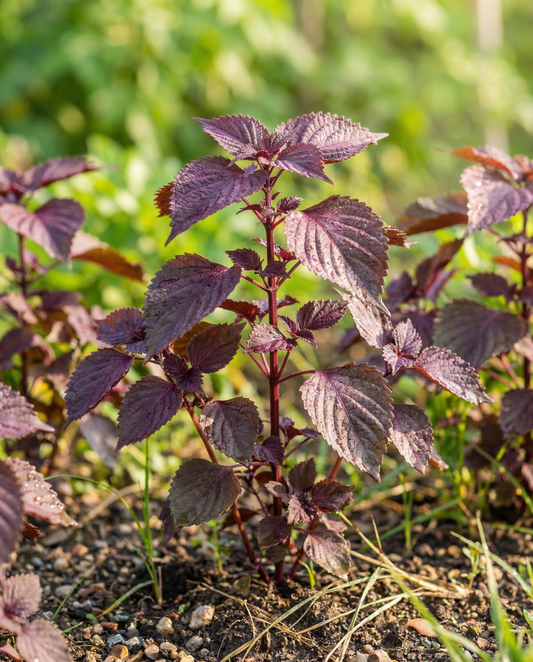 Shiso Red Leaved (Perilla frutescens) – sementes de erva aromática anual da SeedsChoice