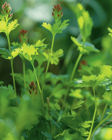 Sementes de pimpinela-menor (Sanguisorba minor) – erva perene